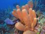 AmbergrisCaye05 - 030
